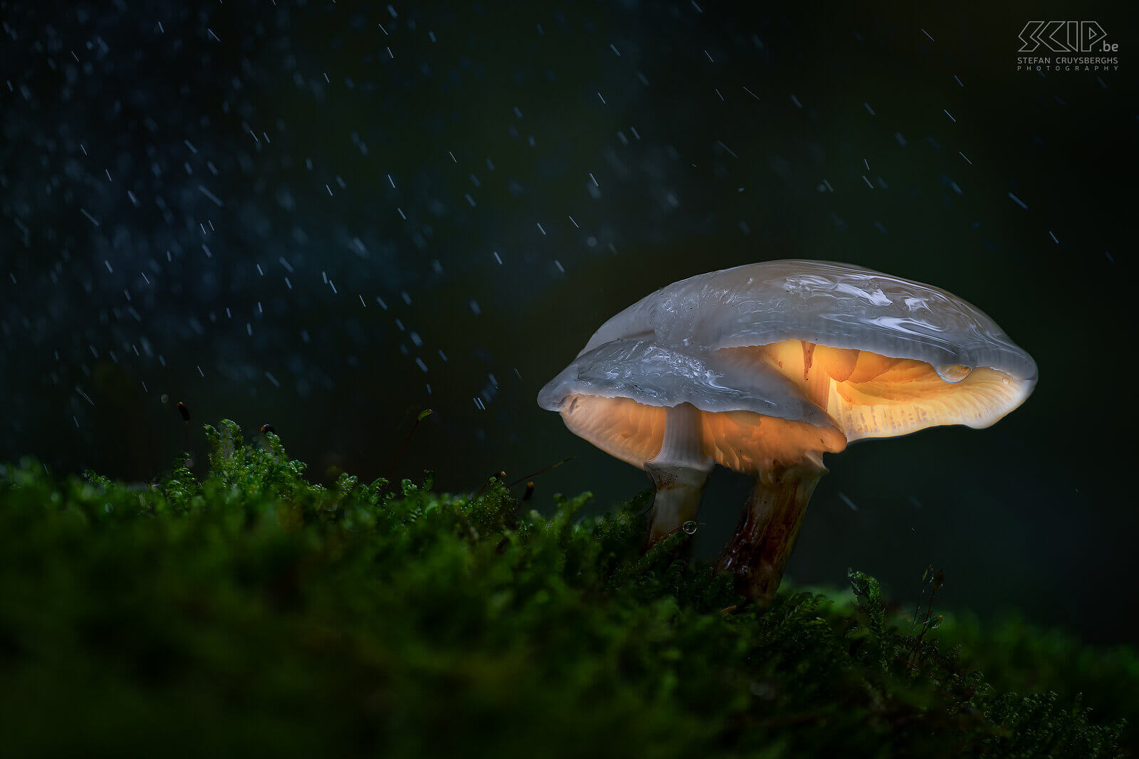 Glowing mushrooms When I went out in the evening in the forests of Averbode I discovered some beautiful glowing mushrooms; an ingenious trick from mother nature, gnomes who leave their lights on or just a creative photographer, ...;-) Stefan Cruysberghs